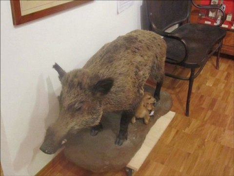 FOTO DEL MUSEO DI STORIA NATURALE A TRIESTE