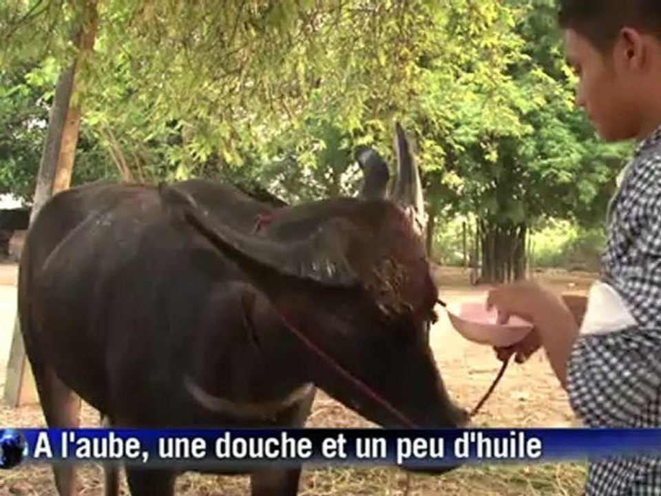 En Thaïlande, des cavaliers sur des buffles, pour la gloire