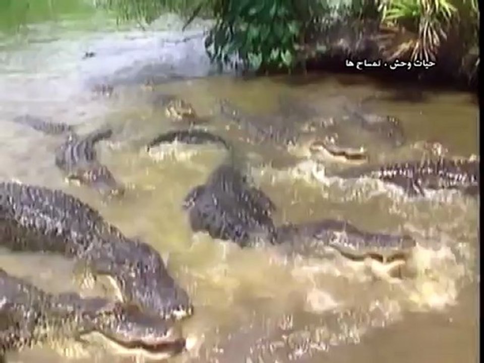 تمساح ها
