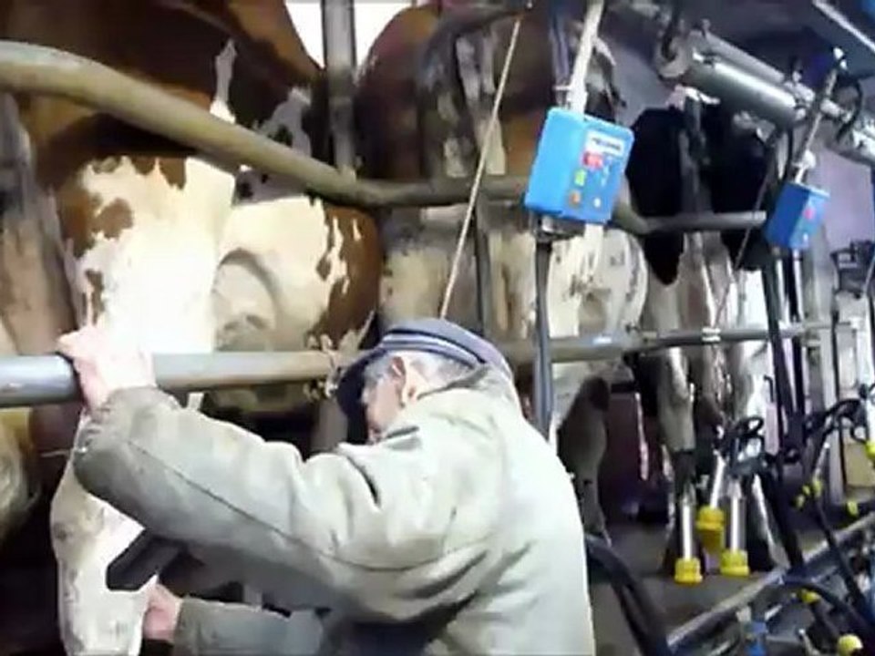 la traite des vaches en aveyron