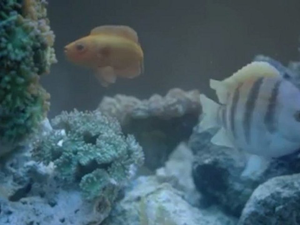 Trident_Fresh_Pet_Shop