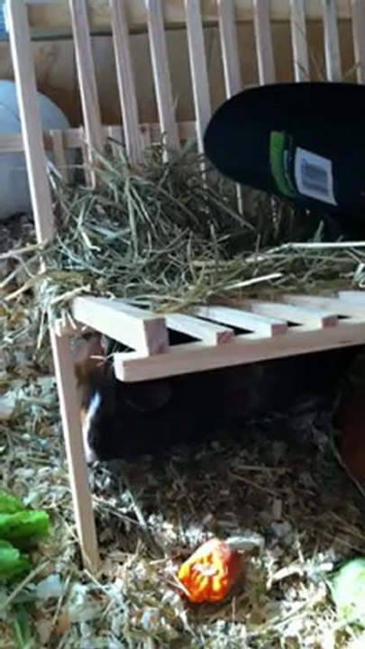 "Mman! remplis la gamelle!!"