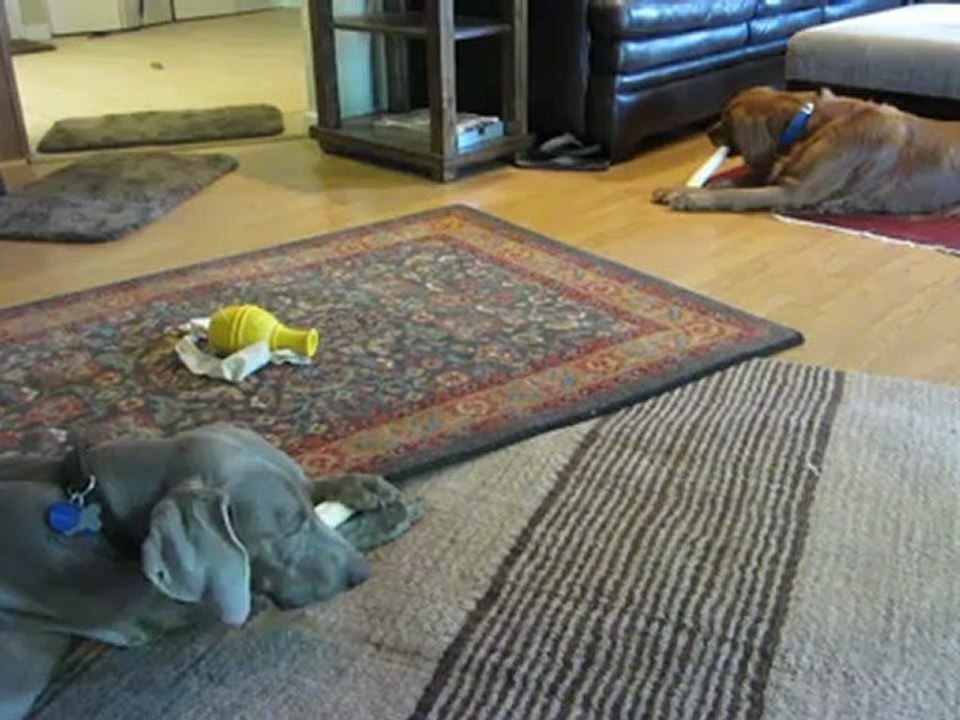 Cageless Dog Boarding: Dog Resort, Rocklin, CA