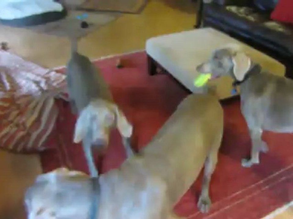 Dog Boarding Sacramento CA