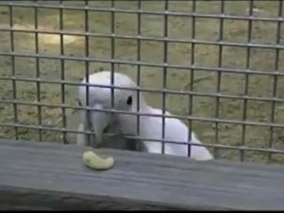 En Video: La primera cacatúa que fabrica herramientas