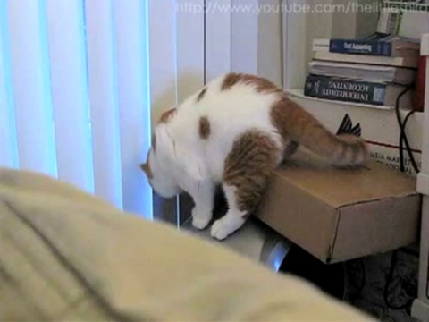 Shiro's Balancing Act