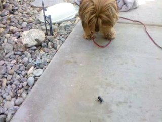 Dog vs Stink Bug