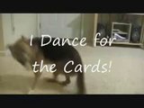 Dog Dances for World Series Champion St. Louis Cardinals!