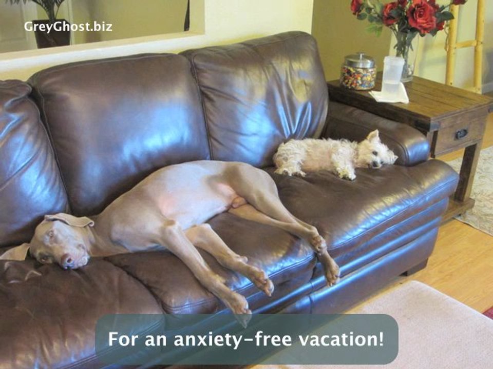 Dog Boarding Sacramento