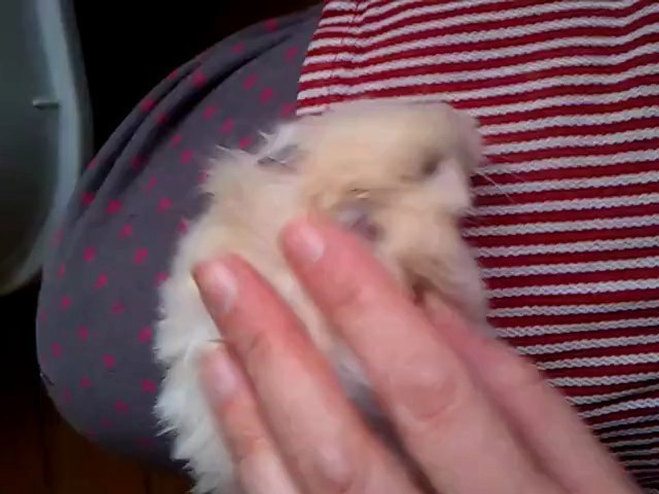 Bleuet pour taty elioth