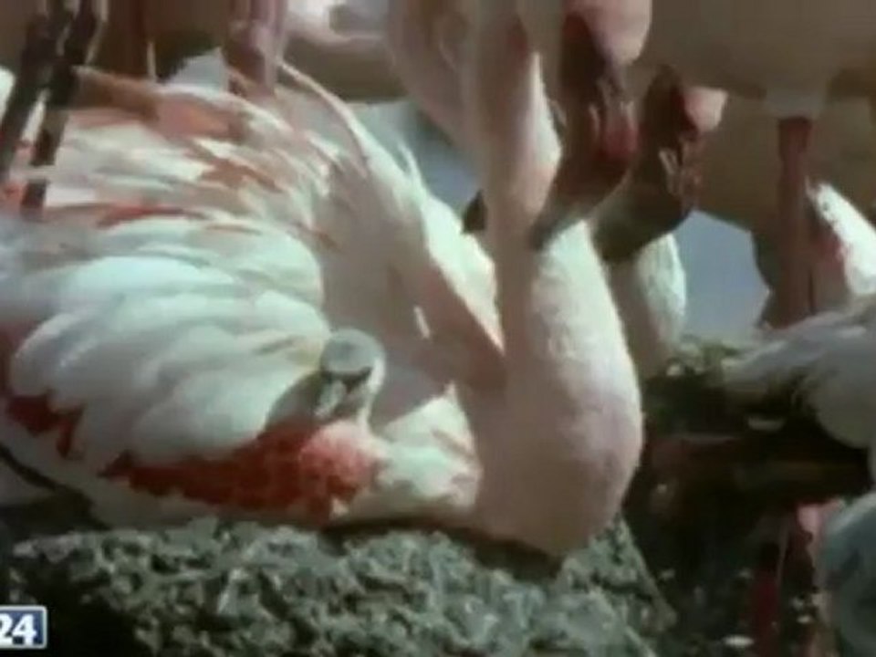 Supermacht Natur: Afrika BBC Dokumentation