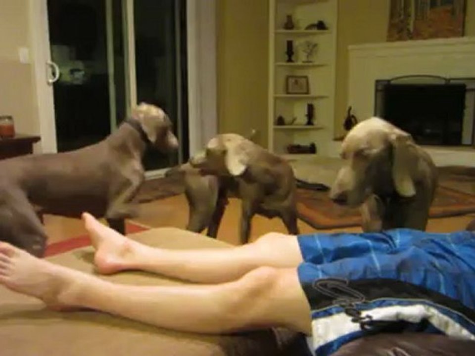 Dog Boarding Sacramento CA