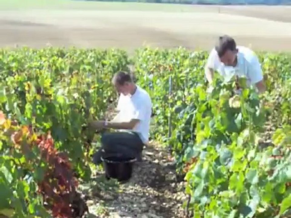 Domaine Bruno Dangin. Crémant de Bourgogne Biologique. Les vendanges. TV Bio'Bulle 5/8.