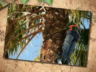 Blank's Tree Service - (865) 924-7536