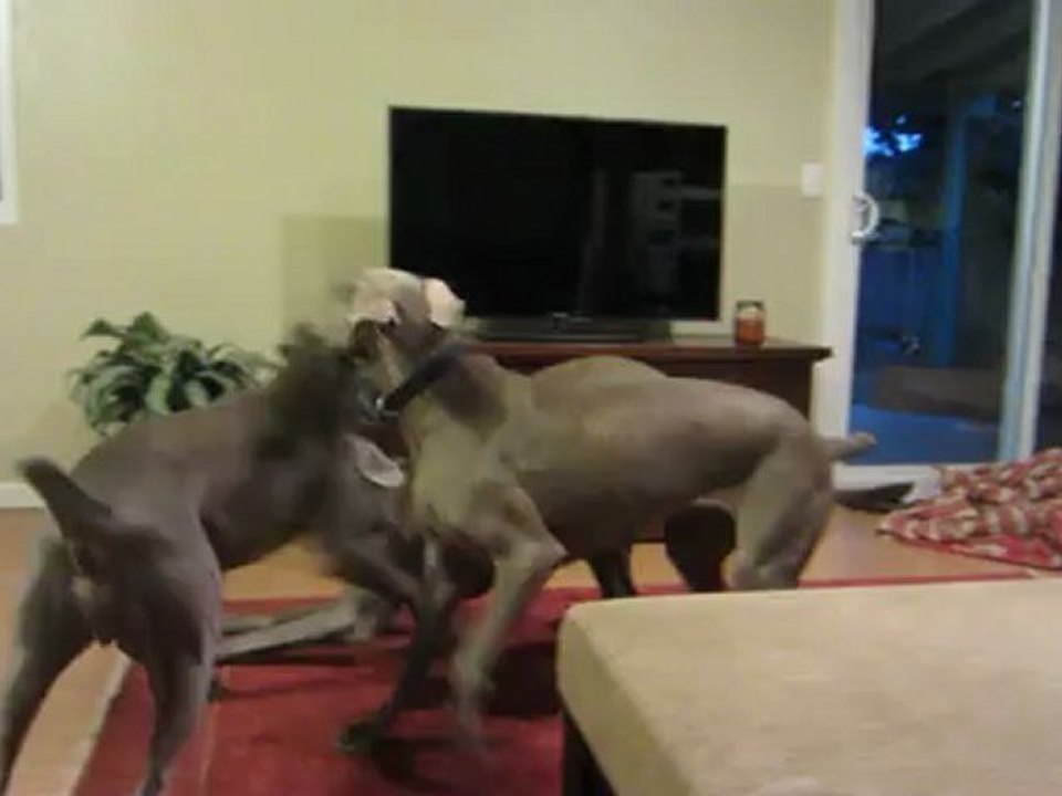 Pet Sitter: Placer County, Ca