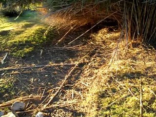 Mis perros en Río Seco