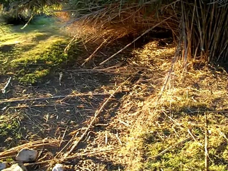 Mis perros en Río Seco