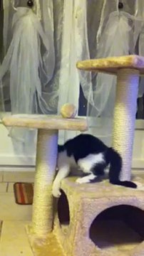 chatons trop mignons