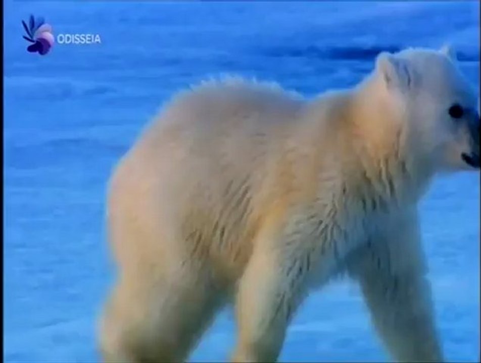 Um Espião entre os Ursos Polares (Episódio 2) (Odisseia)