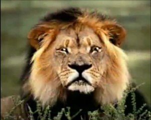 Nameya Seyîd Riza, Ji Îngîlîztanê ra û Şêrê Kurdistanê - 1