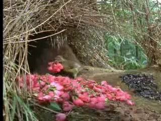 Ev Dekorasyonu Alisveris