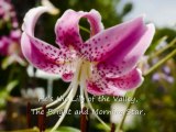 Ny Raozin’ ny Sarona - The Lily of the Valley