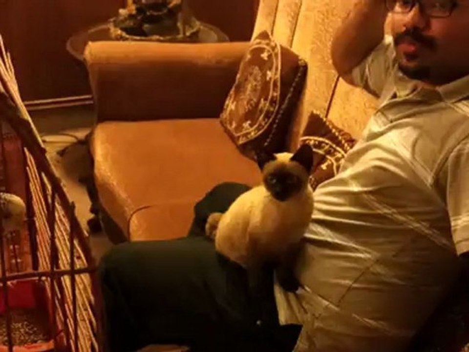 Kitty playing with Azizi