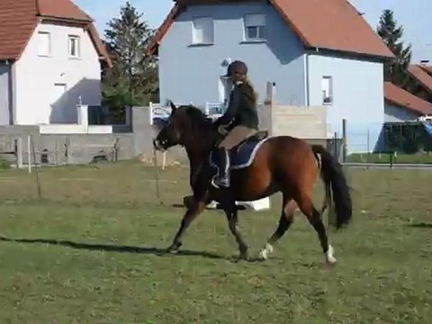 Ulkhan galop monté, trotter droit