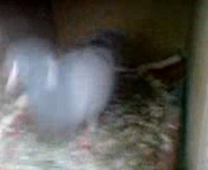 asabi yavru şamı www.guvercintv.com