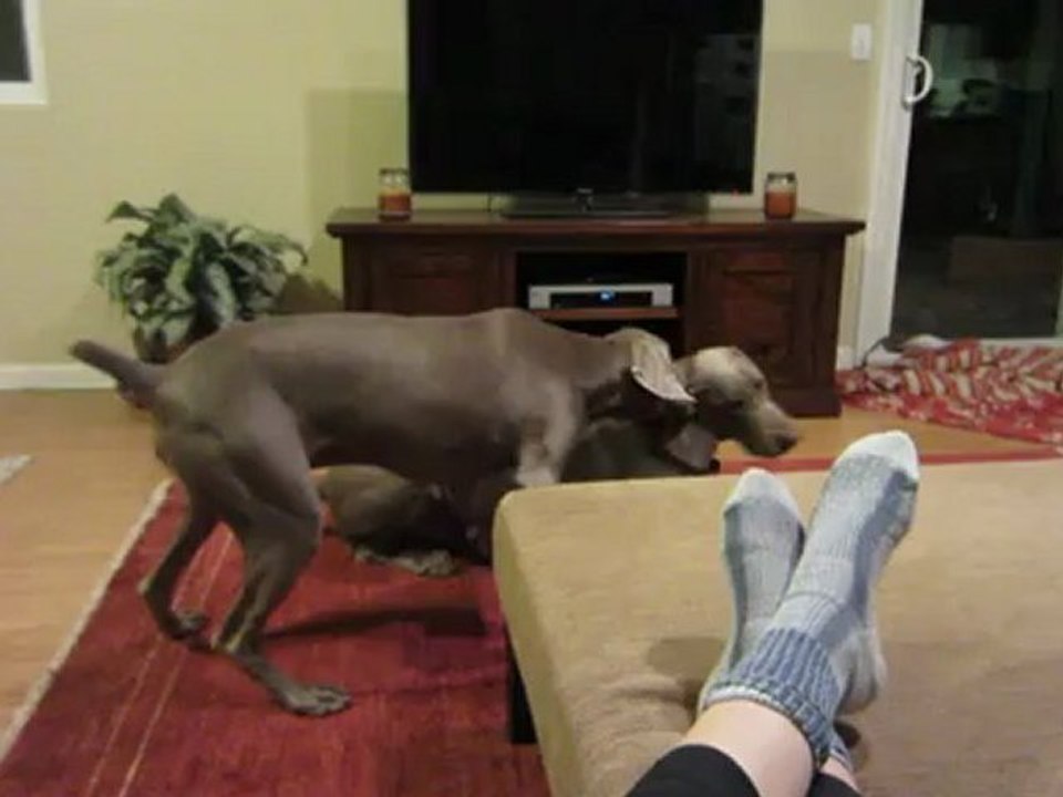 Cagefree Dog Kennel: Sacramento and Placer County, Ca