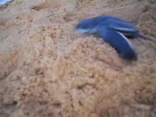 tortue remire émergence 03 août 2012