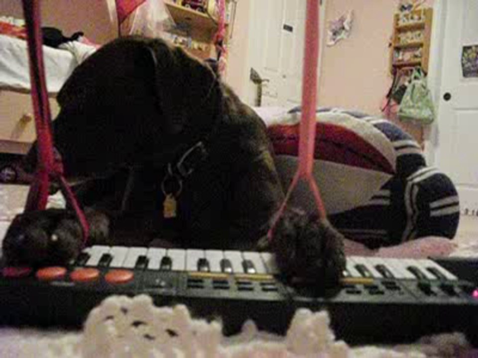 piano playing puppy