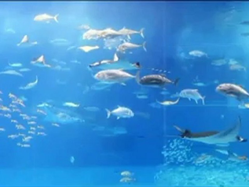Okinawa / Churaumi Aquarium (Japan)