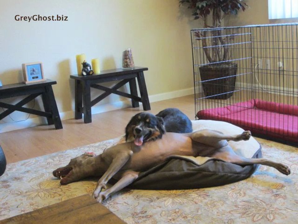 Dog Boarding Placer County