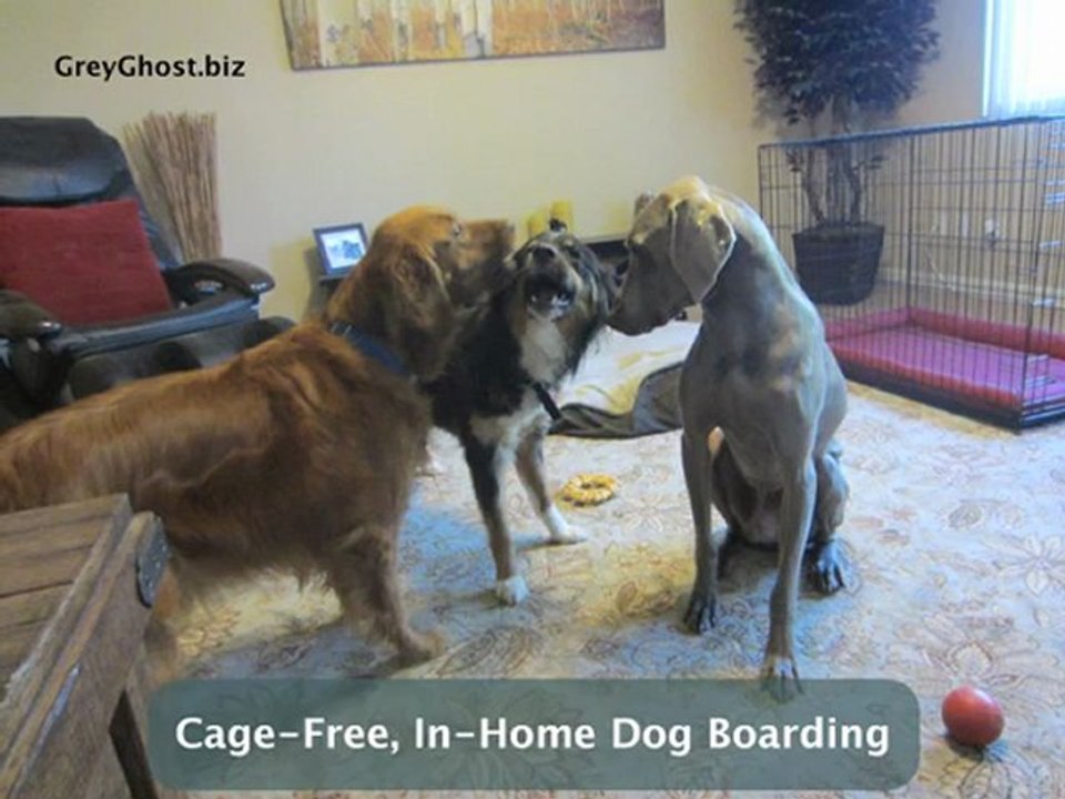 Dog Kennel Sacramento