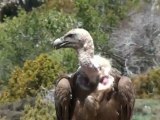 Espagne Catalogne Vautours fauves et vautour percnoptère