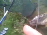 pêche poisson chat