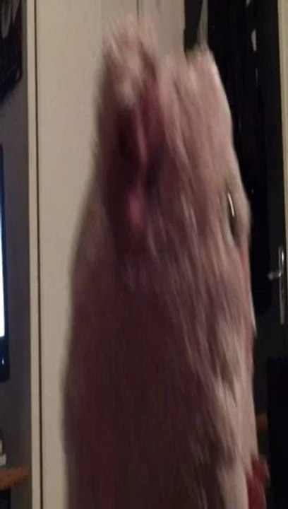 Chenetta a quelque chose à vous dire