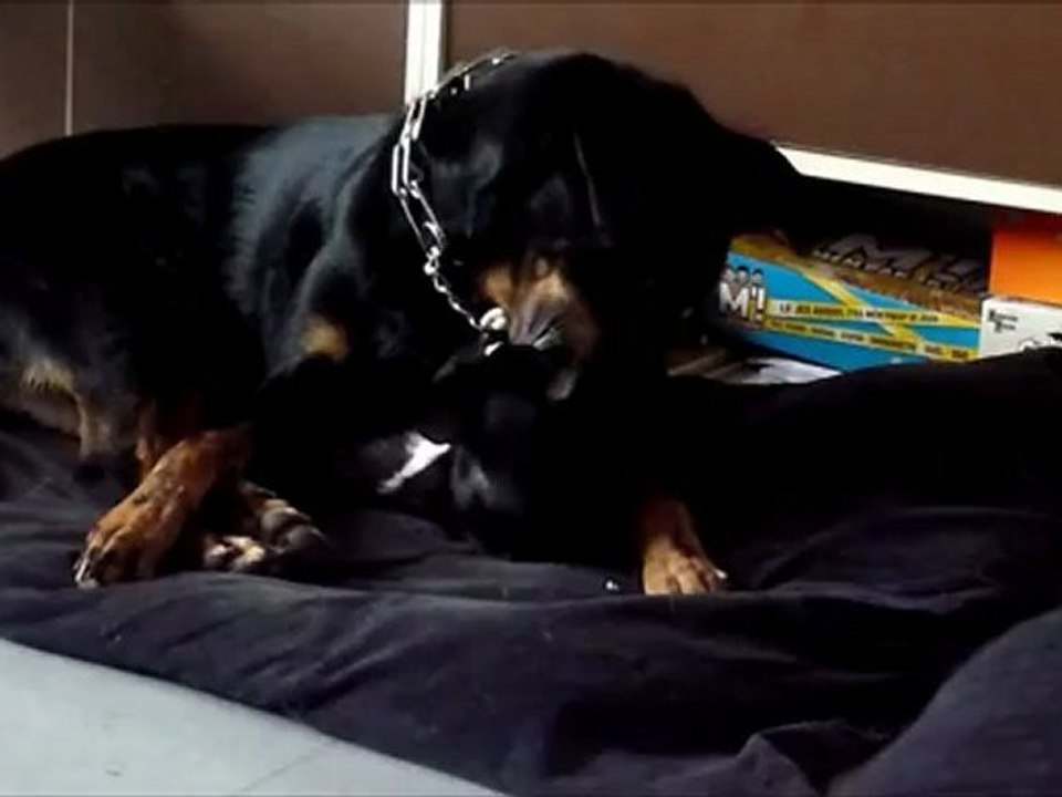 entre chat et chien