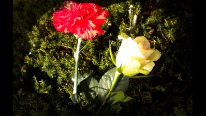 Nuno da Silva - O cravo e a rosa