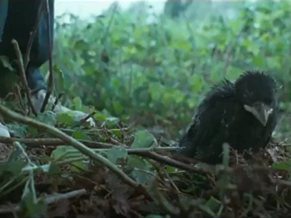 Trailer KAUWBOY