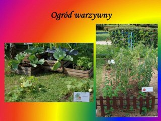 Reportaż zdjęciowy  „Mini  ogród botaniczny”  w Przedszkolu nr 8  z Oddziałami Integracyjnymi  w Suwałkach