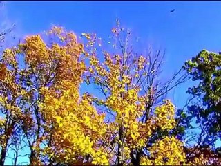 клён кудрявый лист резной.mp4