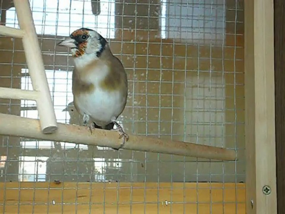 chant chardonneret de 5 mois