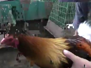 STAGS (BITAW #1) - ONING BENANDRES