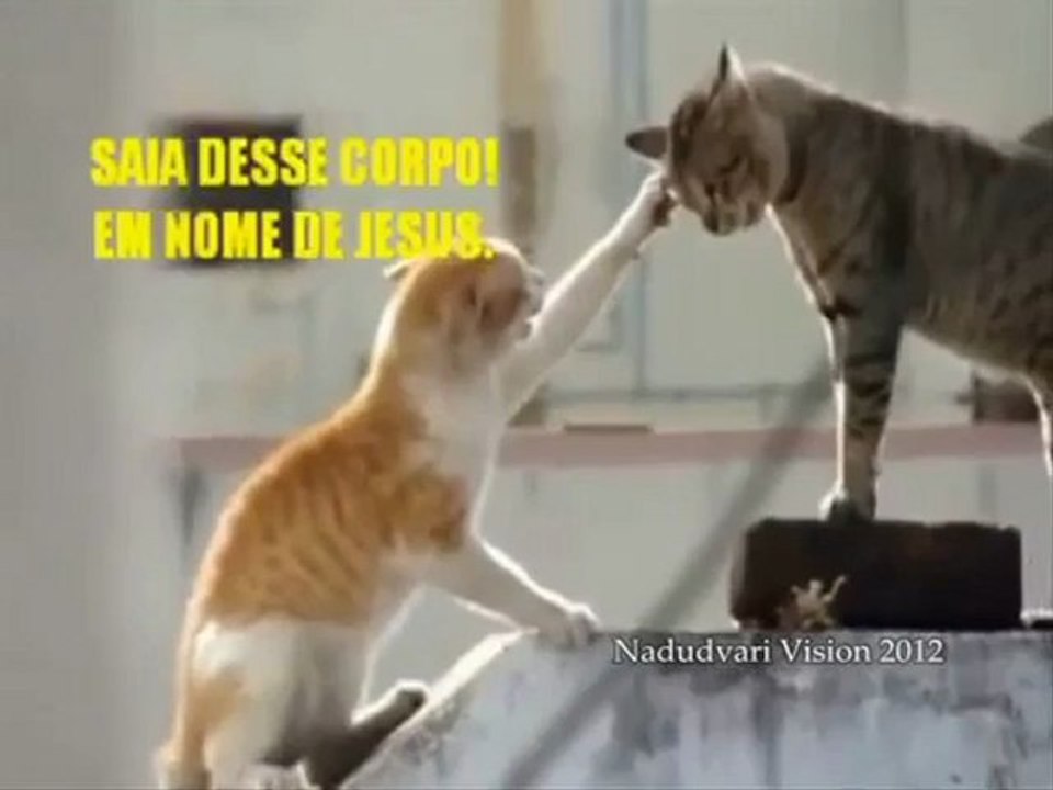 Gato faz exorcismo em seu semelhante!!!!!!