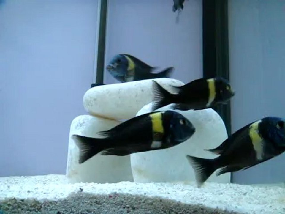 DUBOİSİ MASWA 02.11.2O12