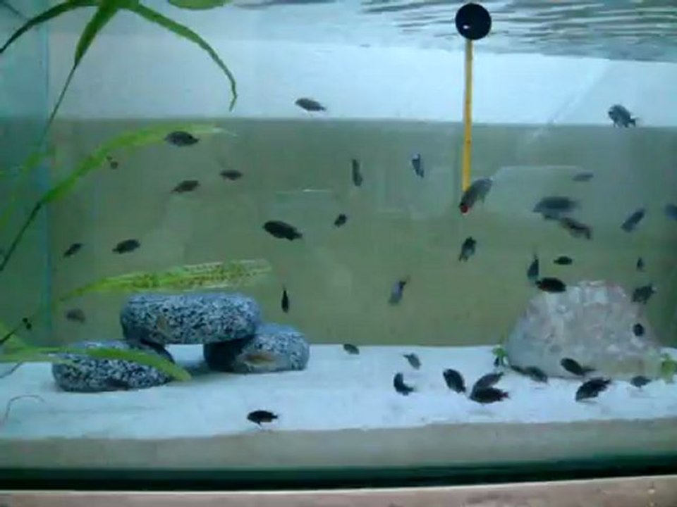 DUBOİSİ MASWA BEBİŞLER 02.11.2012