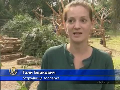 Редкие макаки родились в зоопарке в Израиле