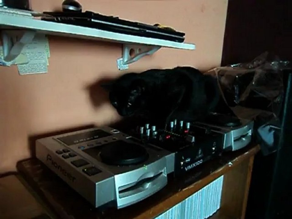 Nemo... Gato Dee Jay